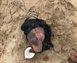 Tierschützer finden lebendig begrabenen Hund am Strand